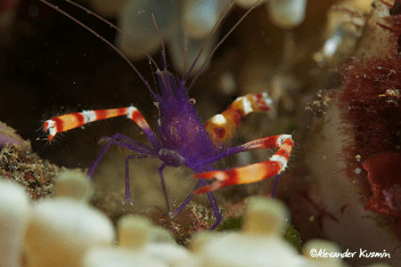 Violet Banded Boxer Shrimp (Stenopus tenuirostris)