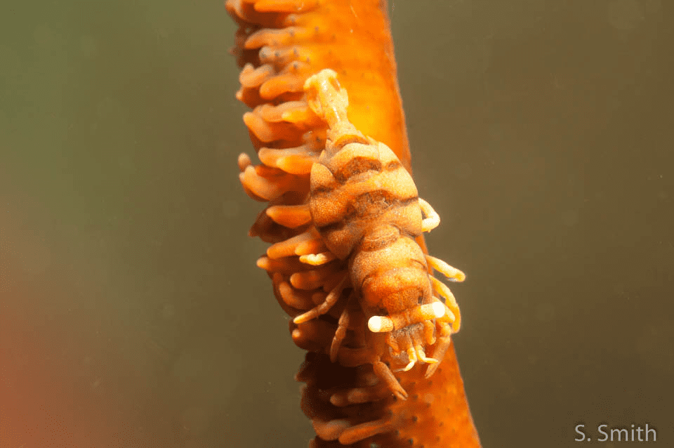 The Whip Coral Shrimp (Dasycaris zanzibarica) can be found on Whip and Black Corals