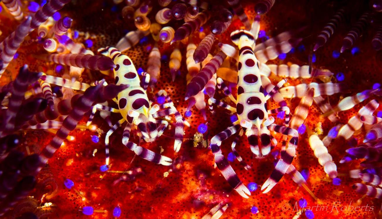 Coleman Shrimp (Periclimenes Colemani) found in Lembeh Strait