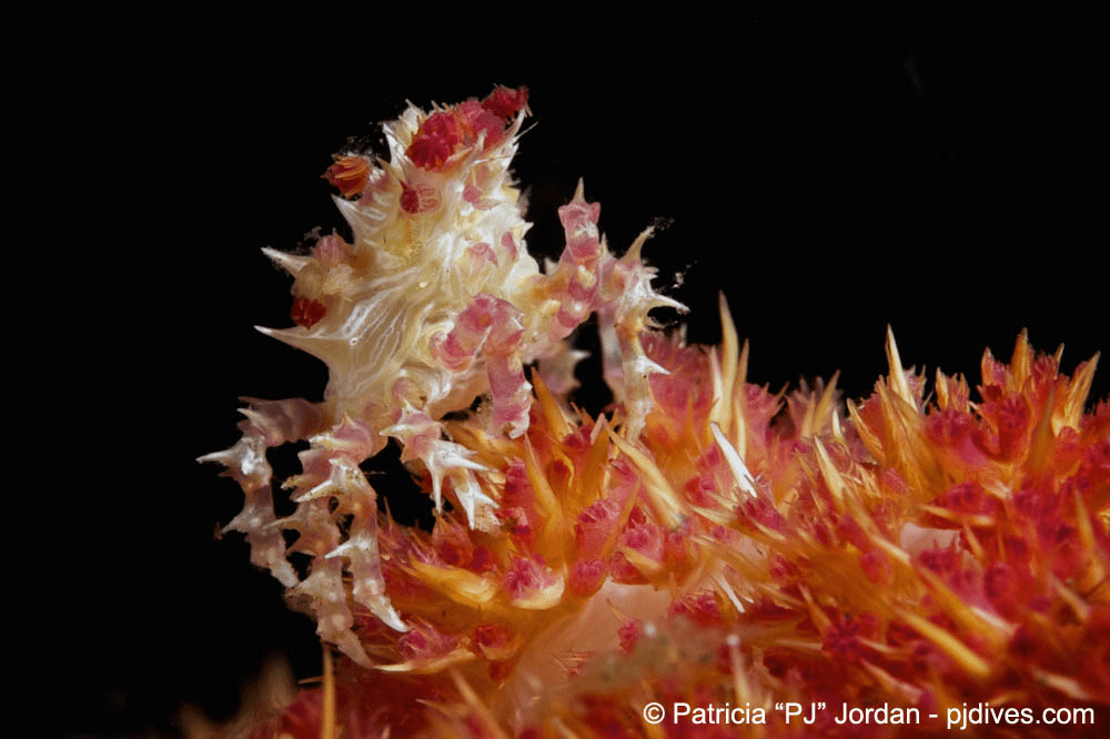 Soft Coral Candy Crab (Hoplophrys oatesii) found at Bunaken Island