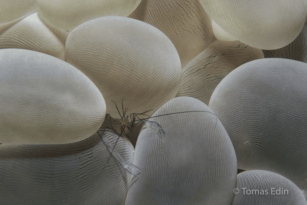 Bubble Coral Shrimp (Vir philippinensis) found on the walls of Bunaken