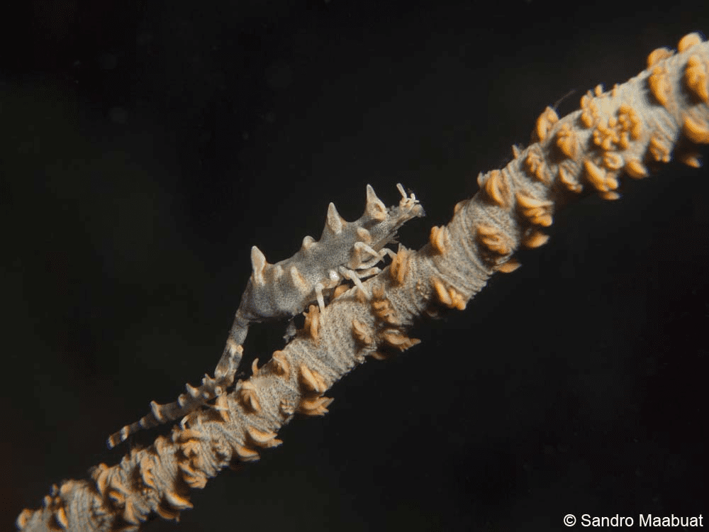 Dragon Shrimp (Miropandalus hardingi) found on the Lembeh Resort house reef