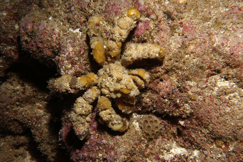 Spider Decorator crab