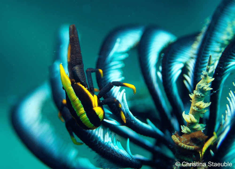 Crinoid Squat Lobster (Allogalathea elegans) as found in Manado Bay