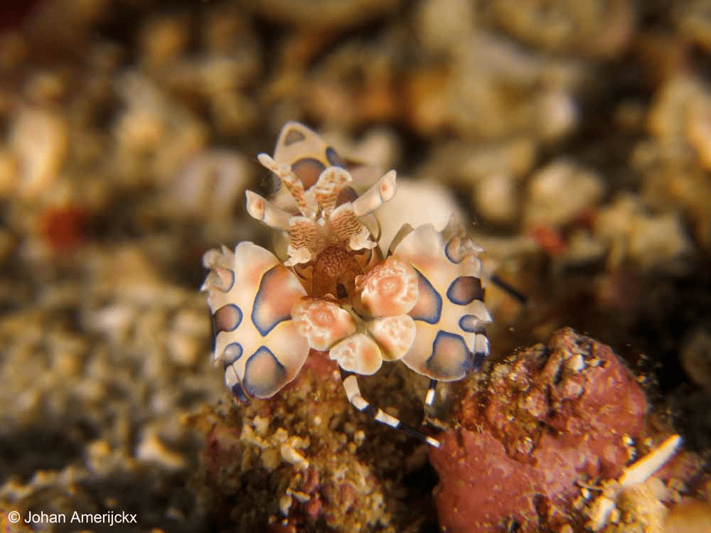 HARLEQUIN SHRIMP (HYMENOCERA ELEGANS)