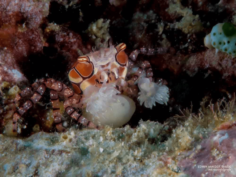 Mosaic Boxer Crab (Lybia tesselata) with his boxing gloves ready to go