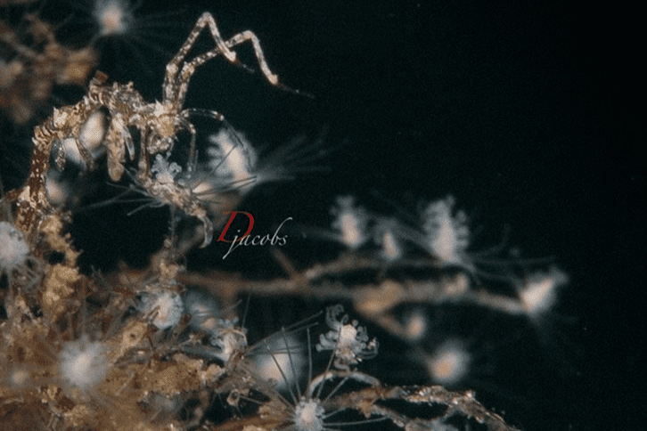 Skeleton shrimp (CAPRELLID SP.)
