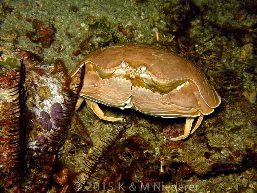 A Box Crab hiding in plain sight on a Bangka dive site.