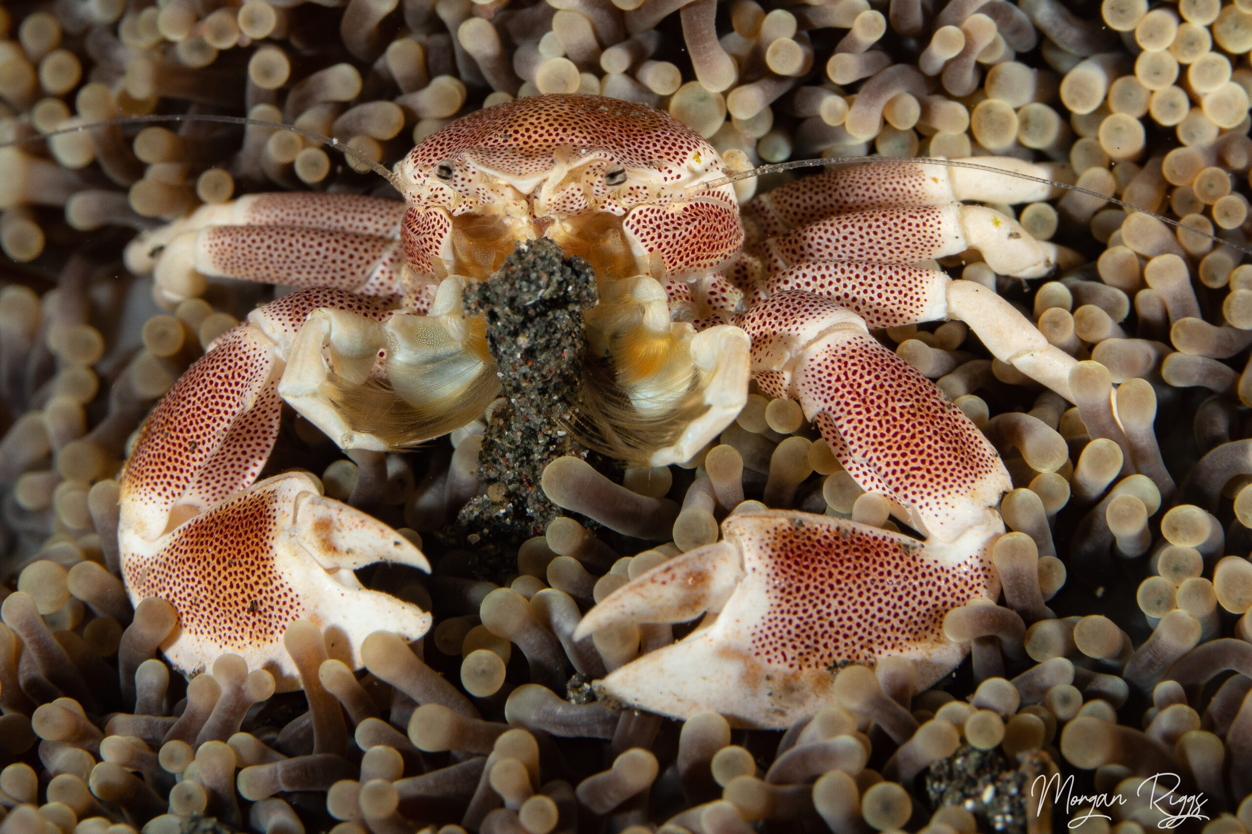 porcelain crab found at Murex dive site