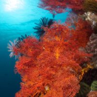 Gorgonian at Murex Bangka Resort