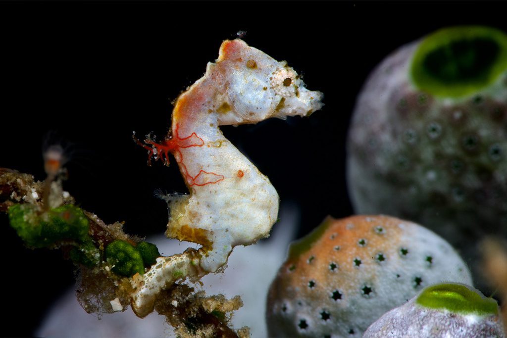 Pontohi pygmy seahorse Bangka