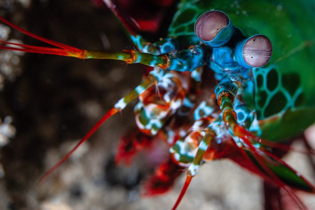 Peacock mantis shrimp Manado