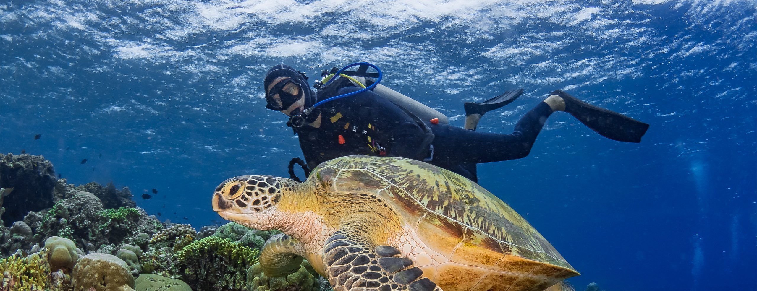 Diver and turtle