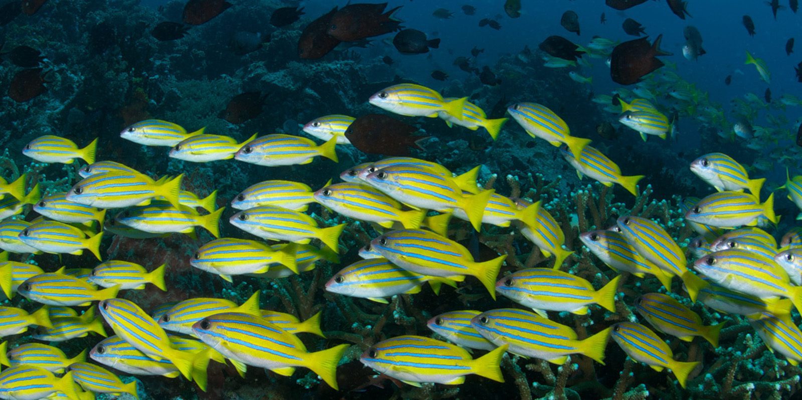 School of blue and yellow fish on a wall dive in north sulawesi indonesia.