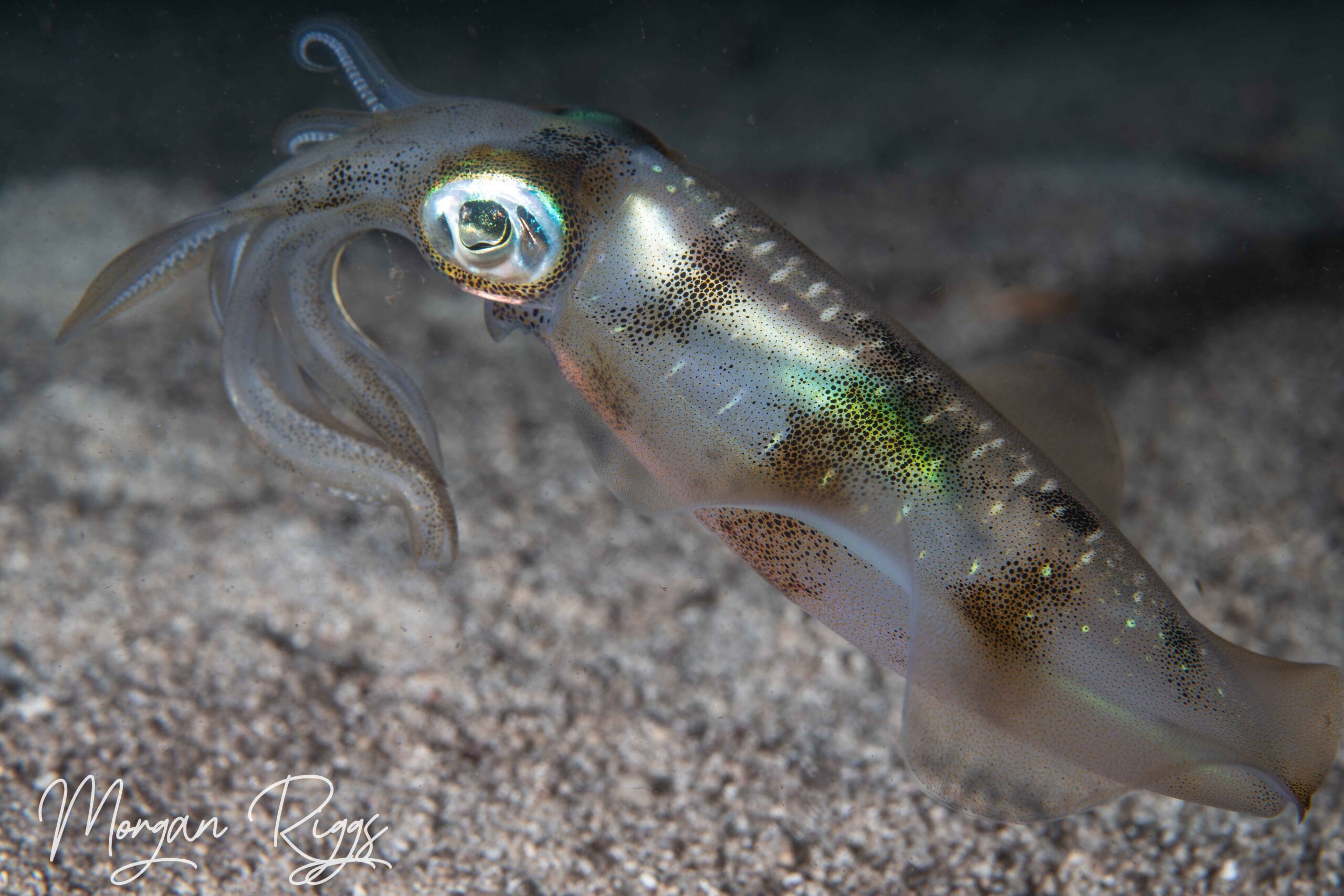 Bigfin reef squid