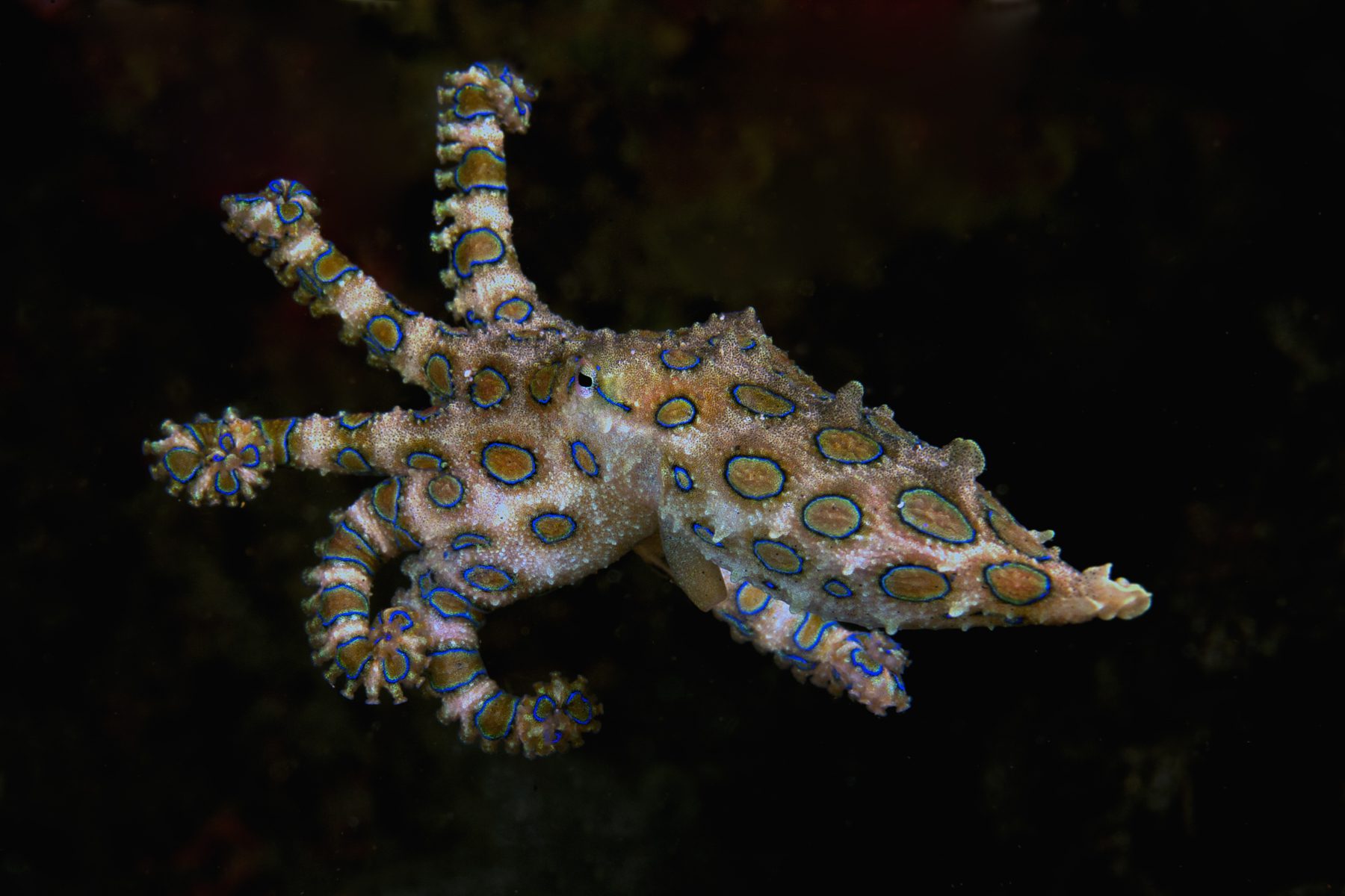 Blue Ring Octopus by Patricia Jordan