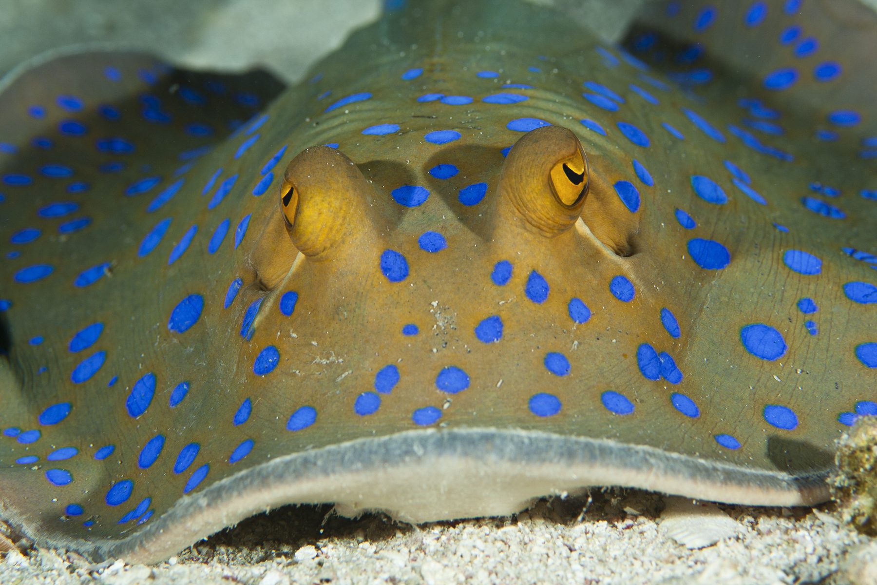 Blue Spotted Ribbontail Rays: Taeniura lymma