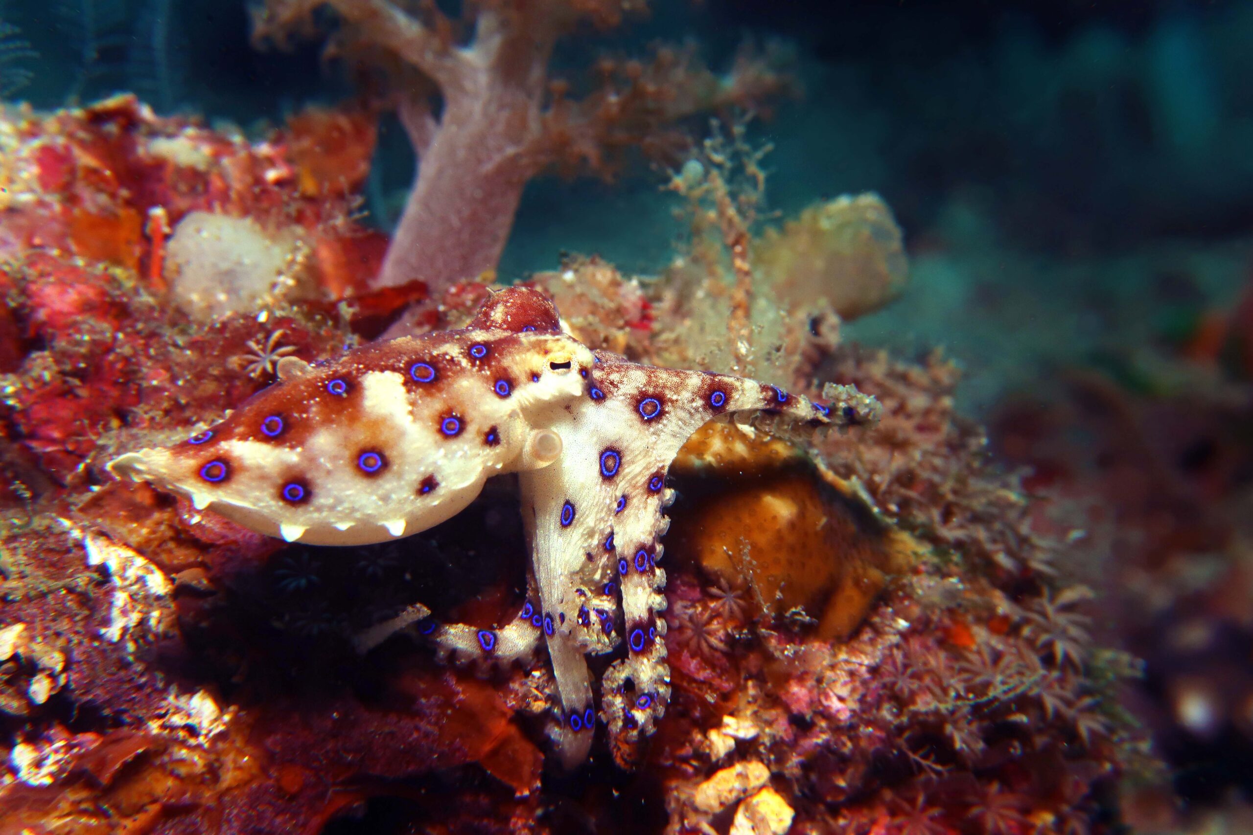 Blue Ring Octopus: Hapalochlaena lunulata