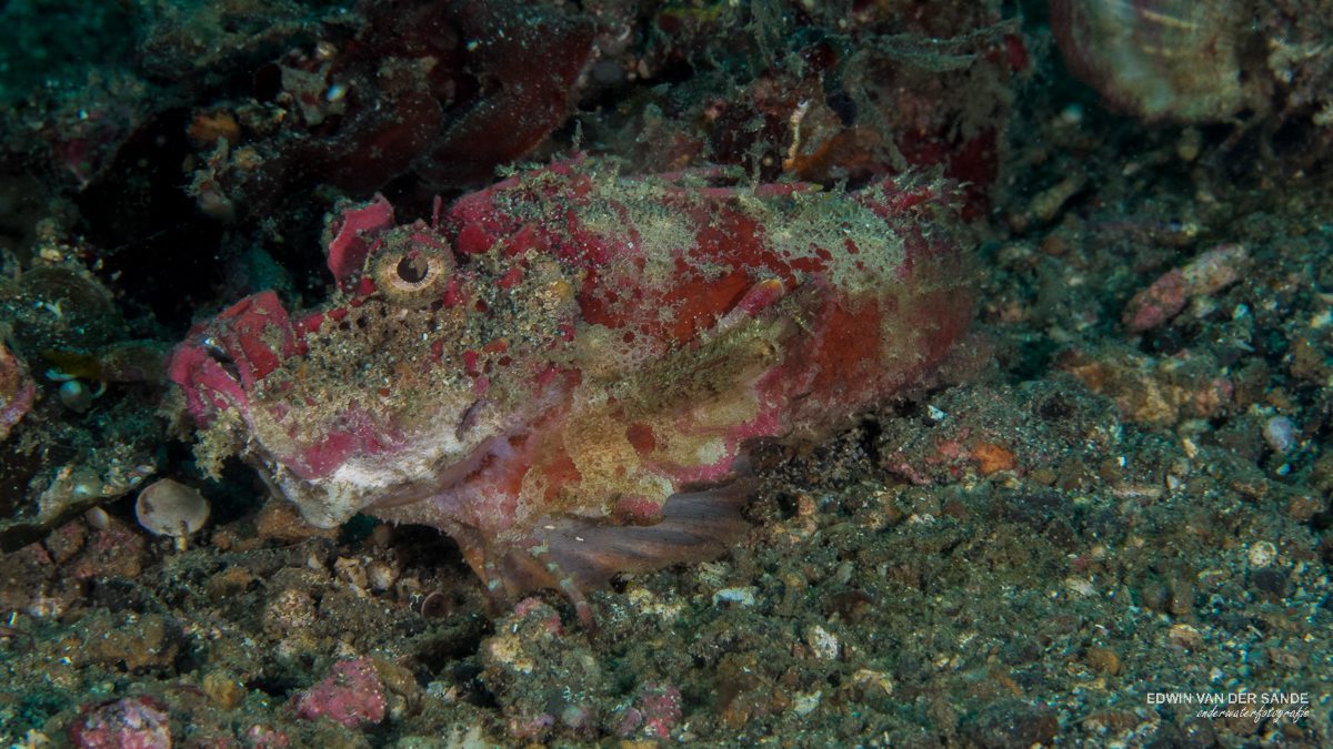 Venomous Sea Creatures: Demon Stingers (Spiny Devilfish) Inimicus didactylus