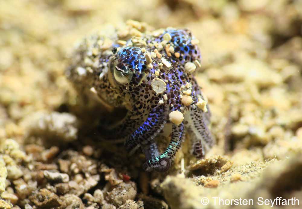 Bobtail Squid (Euprymna berryi) at Murex Manado