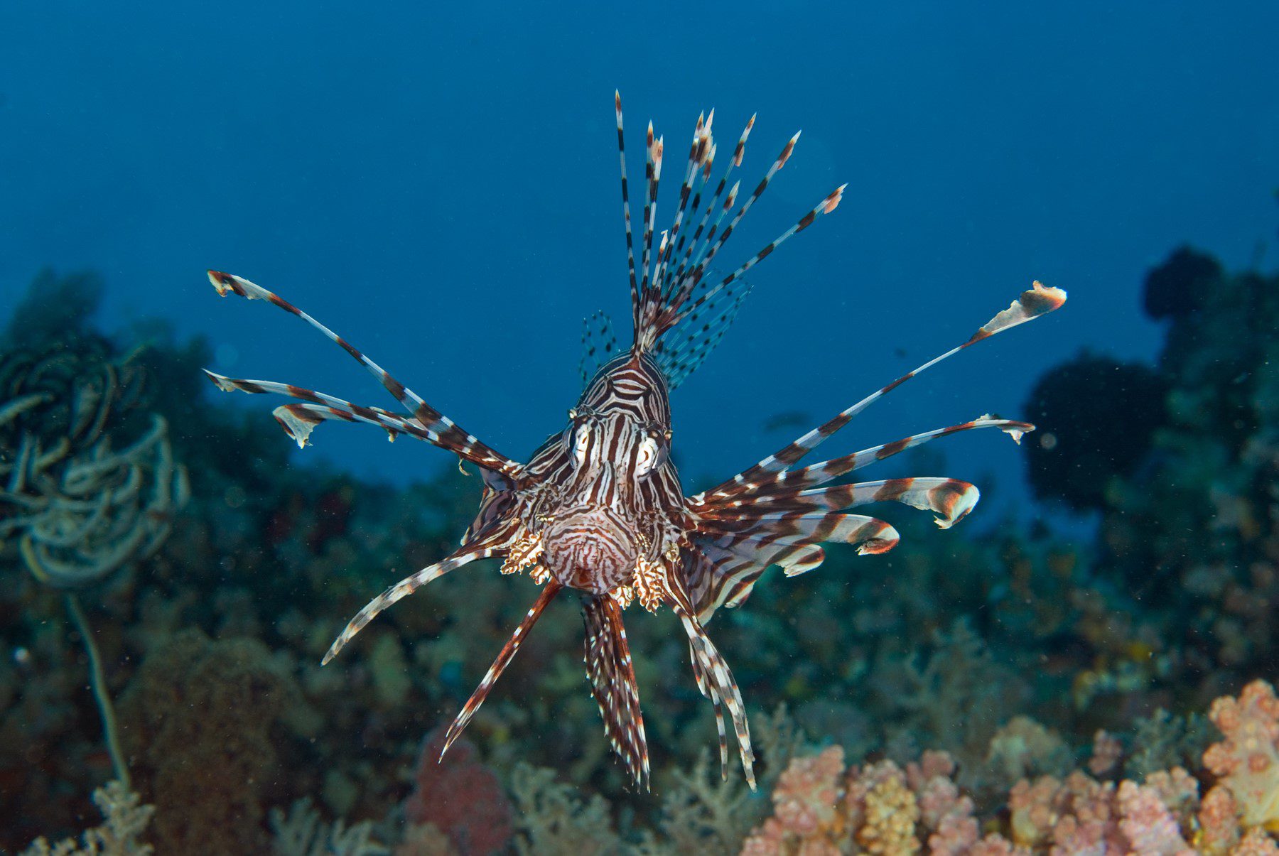 Venomous Sea Creatures: Lionfish in Bangka