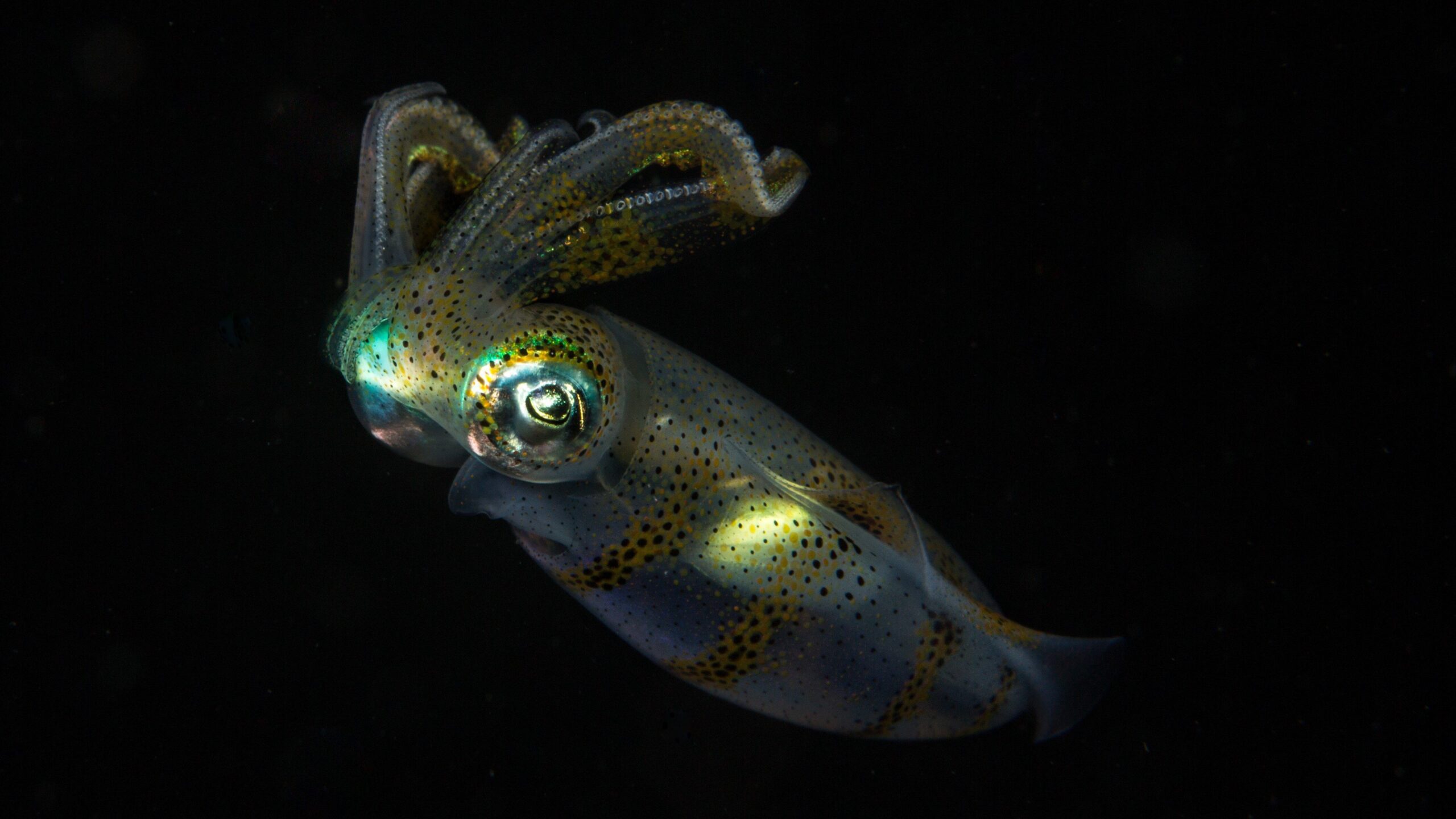 Reef Squid in Manado Bay Blackwater Dive