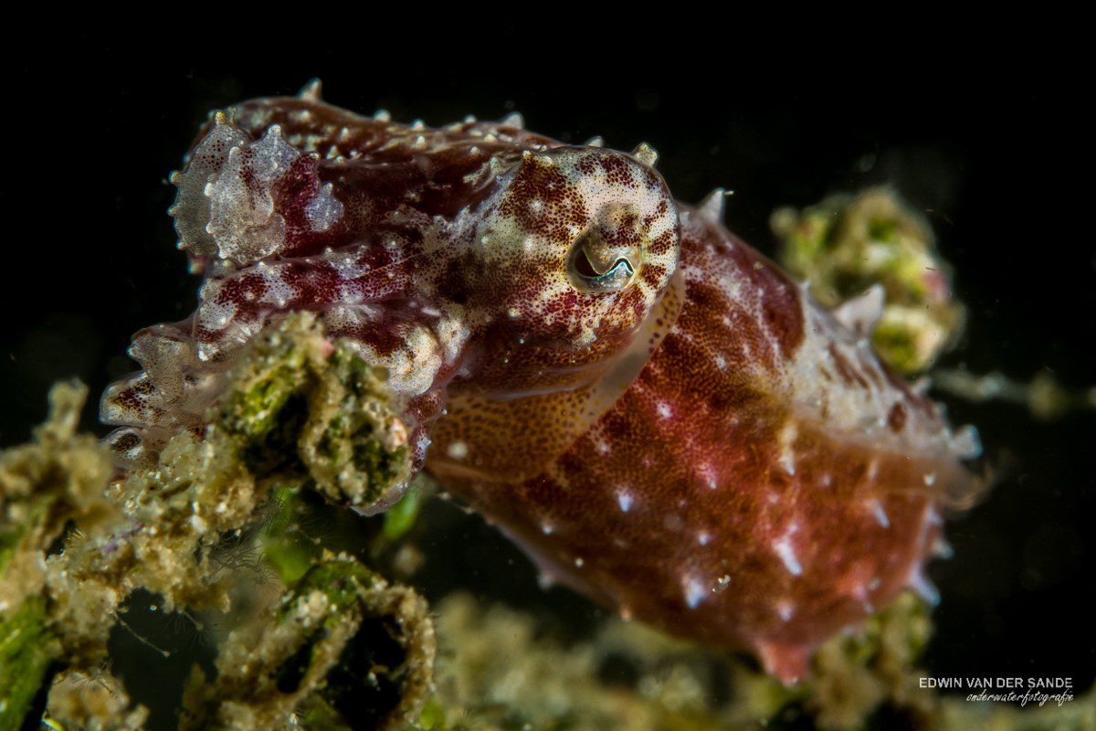 Pygmy Squid (Idiosepius paradoxus)