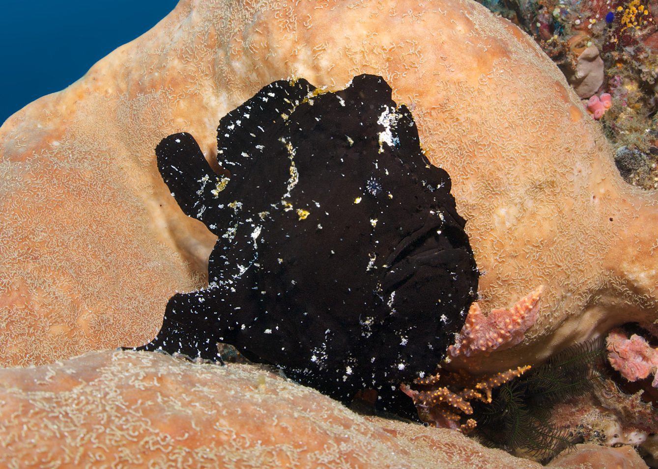 Black Frogfish