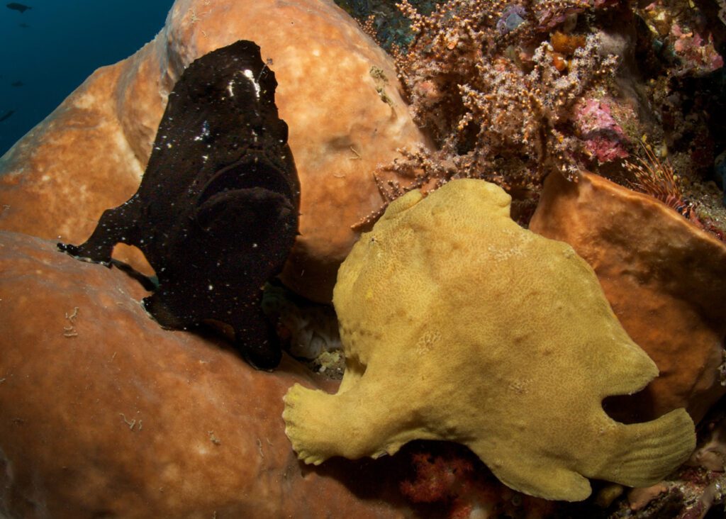 Black Frogfish Species