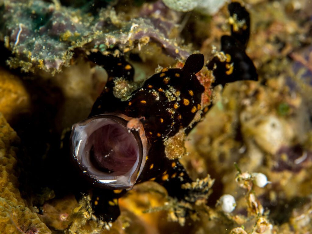 Exploring the Stealthy Hunting Habits of Black Frogfish - Murex