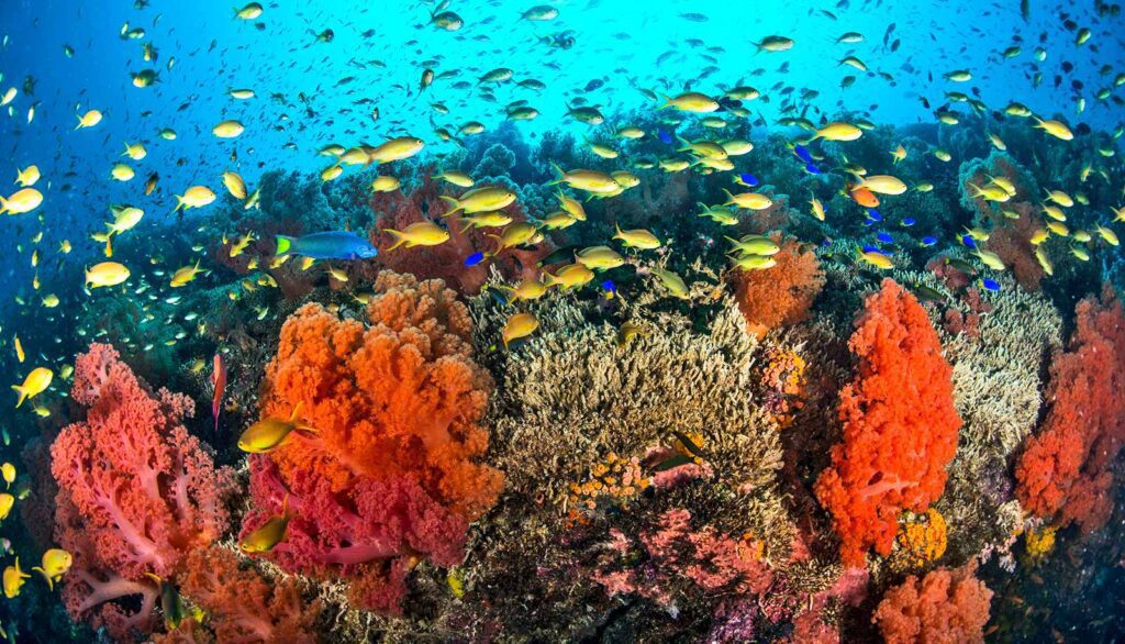 Coral Reefs Vincent Chalias