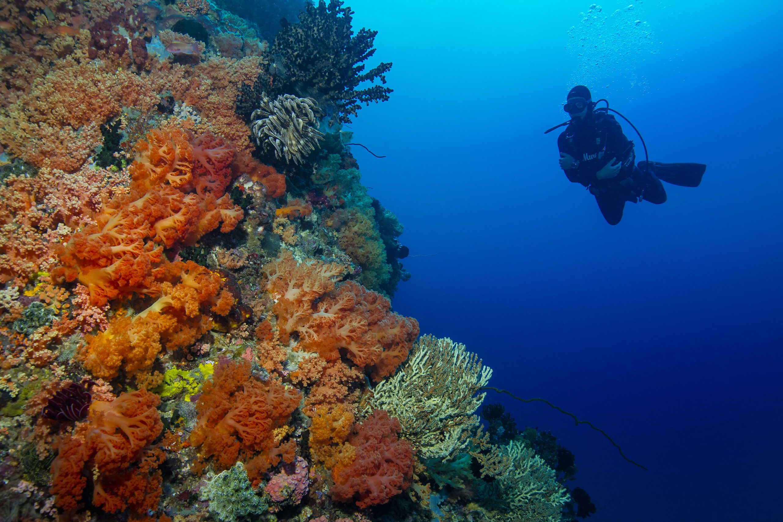 diver with orange soft corals