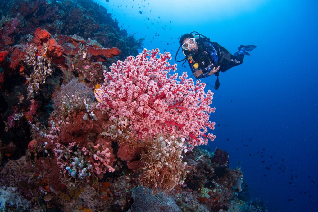 diver in the blue with red soft corals