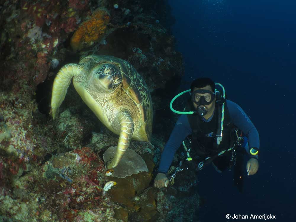Huge Green Sea Turtle next to dive guide Basrah