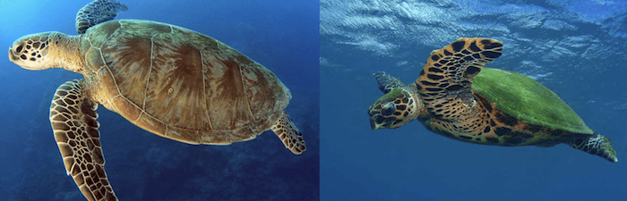 different green sea turtle and hawksbill turtle