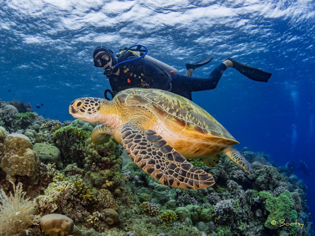 green sea turtle with diver in North Sulawesi