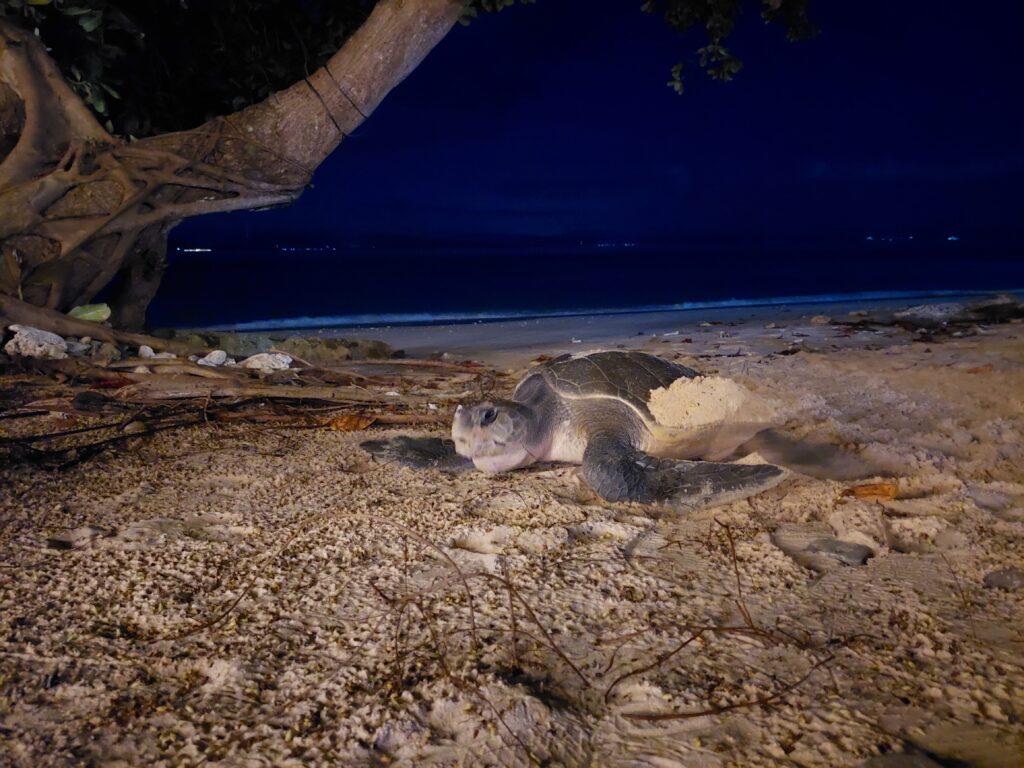 sea turtle laying eggs on beach