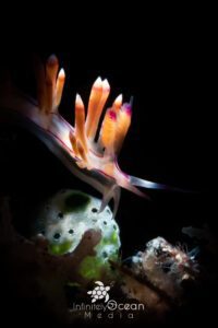 nudibranch