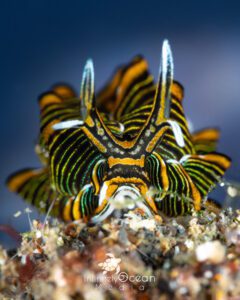 nudibranch