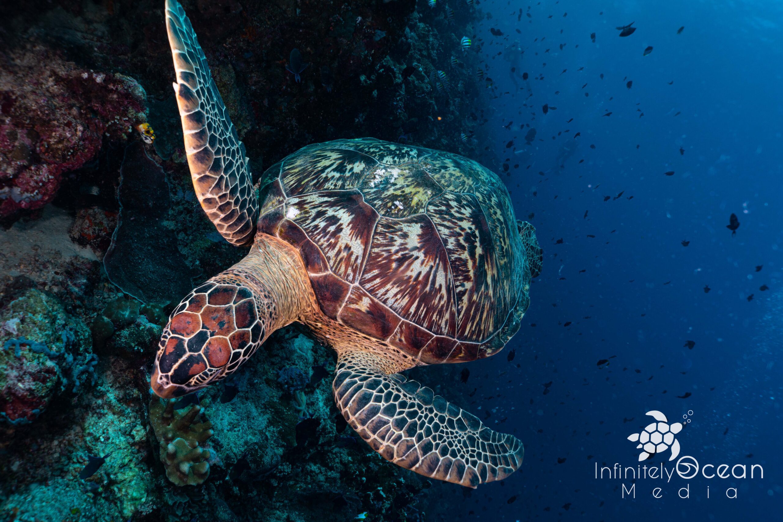 Sea Turtle in Bunaken