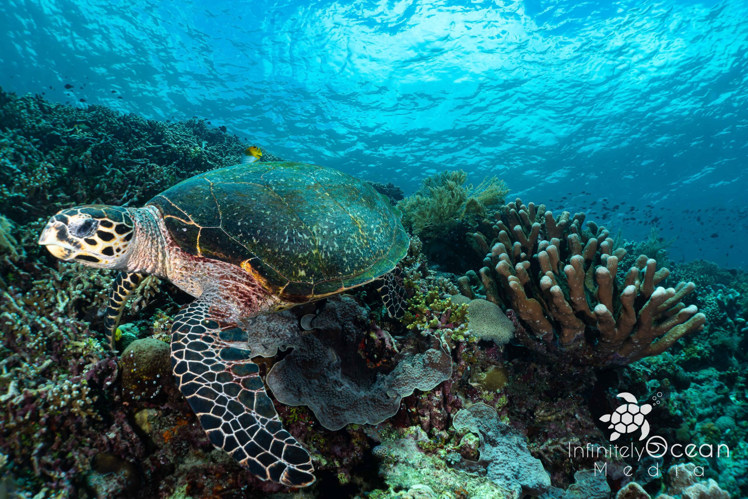 Sea Turtle in Bunaken