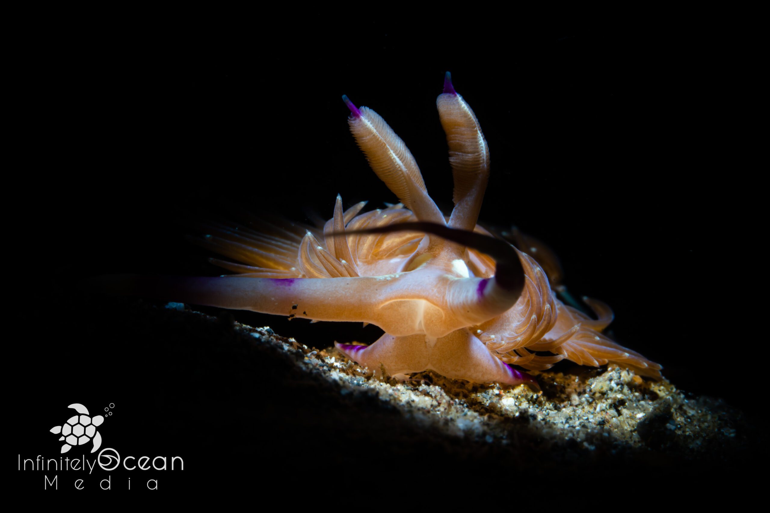 Nudibranch - Morgan Riggs