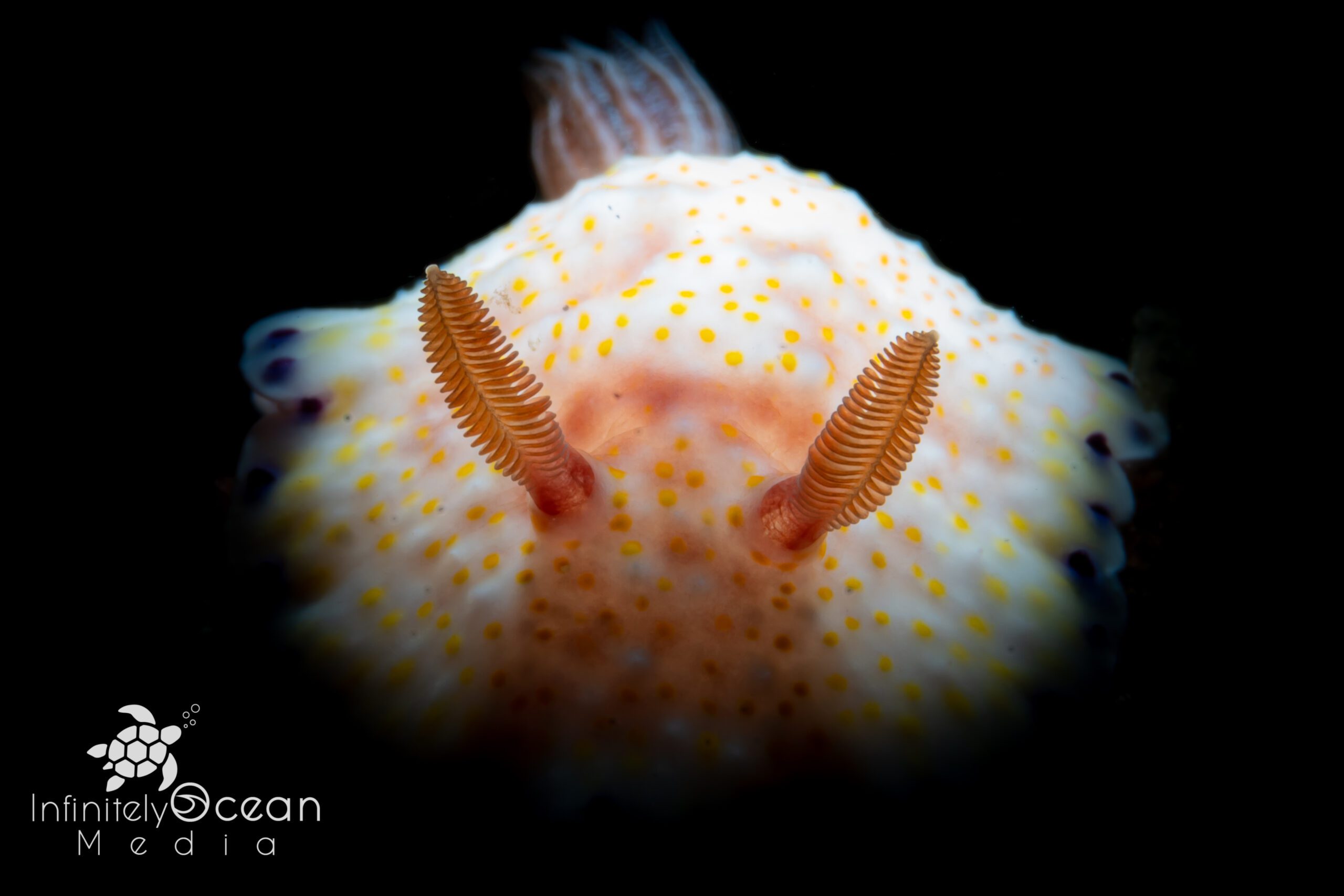 Nudibranch - Morgan Riggs