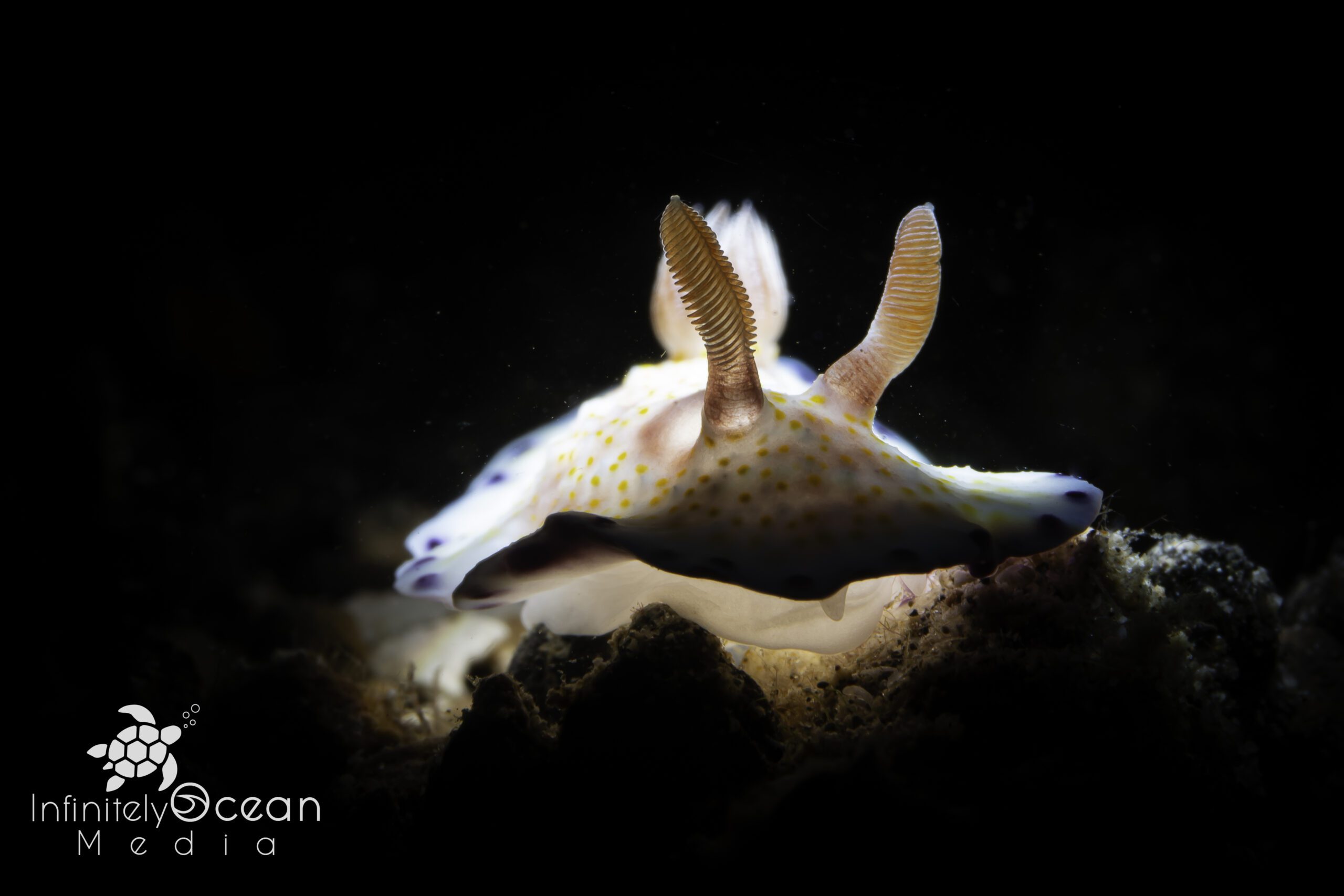 Goniobranchus Hintuanensis Nudibranch - Morgan Riggs