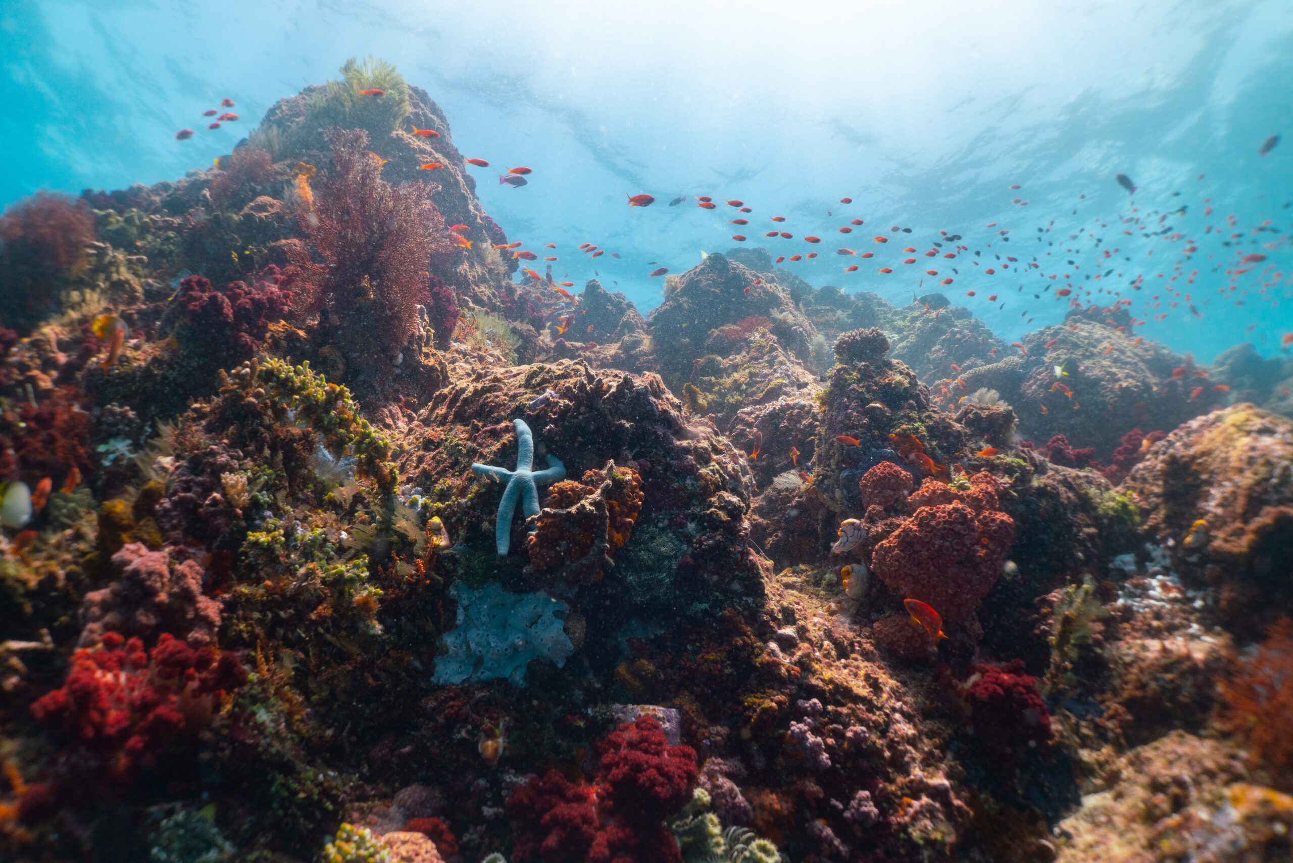 Underwater Photo - Bangka Reef