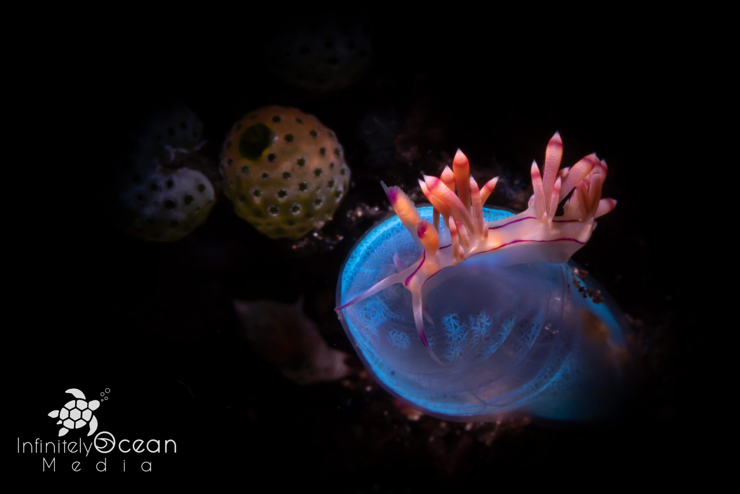 Janolus Barbarensis nudibranch - Morgan Riggs