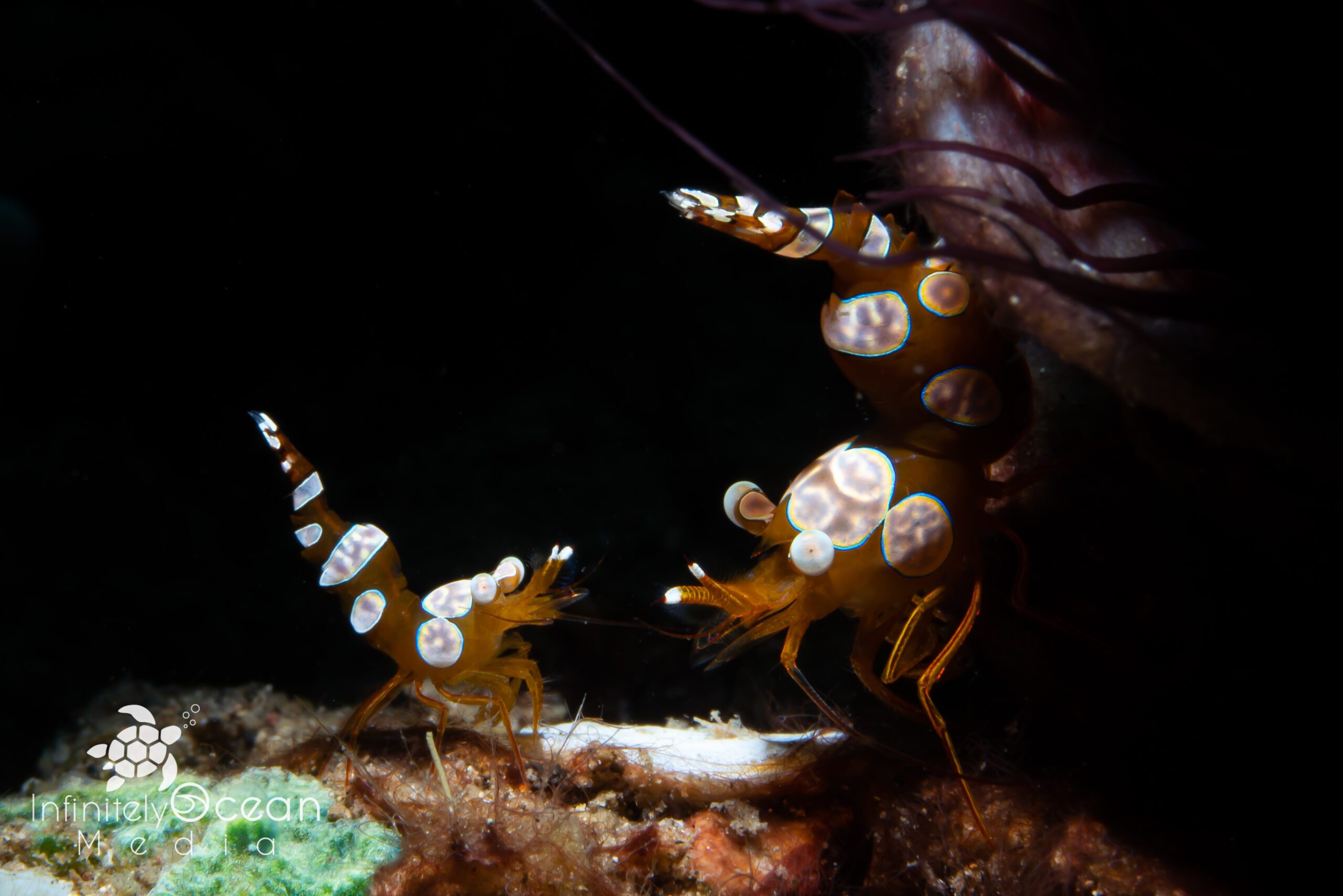 Two Squat Shrimps Facing each other - Morgan Riggs