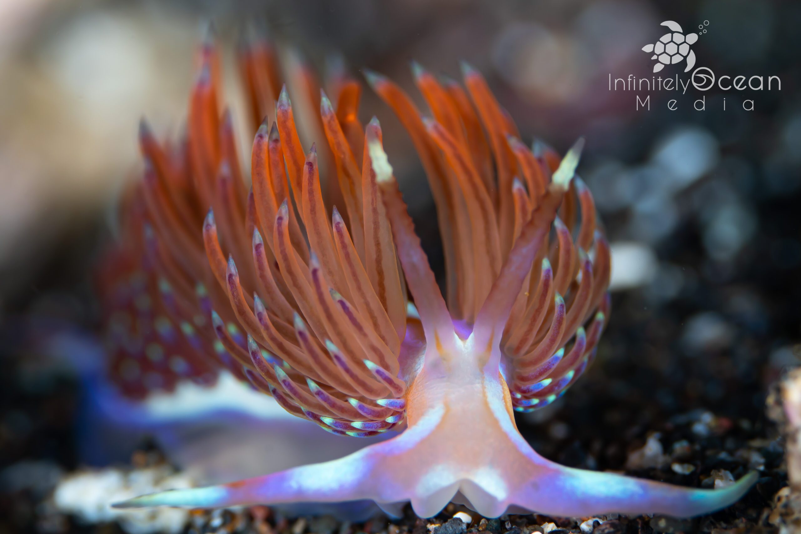 Nudibranch - Morgan Riggs