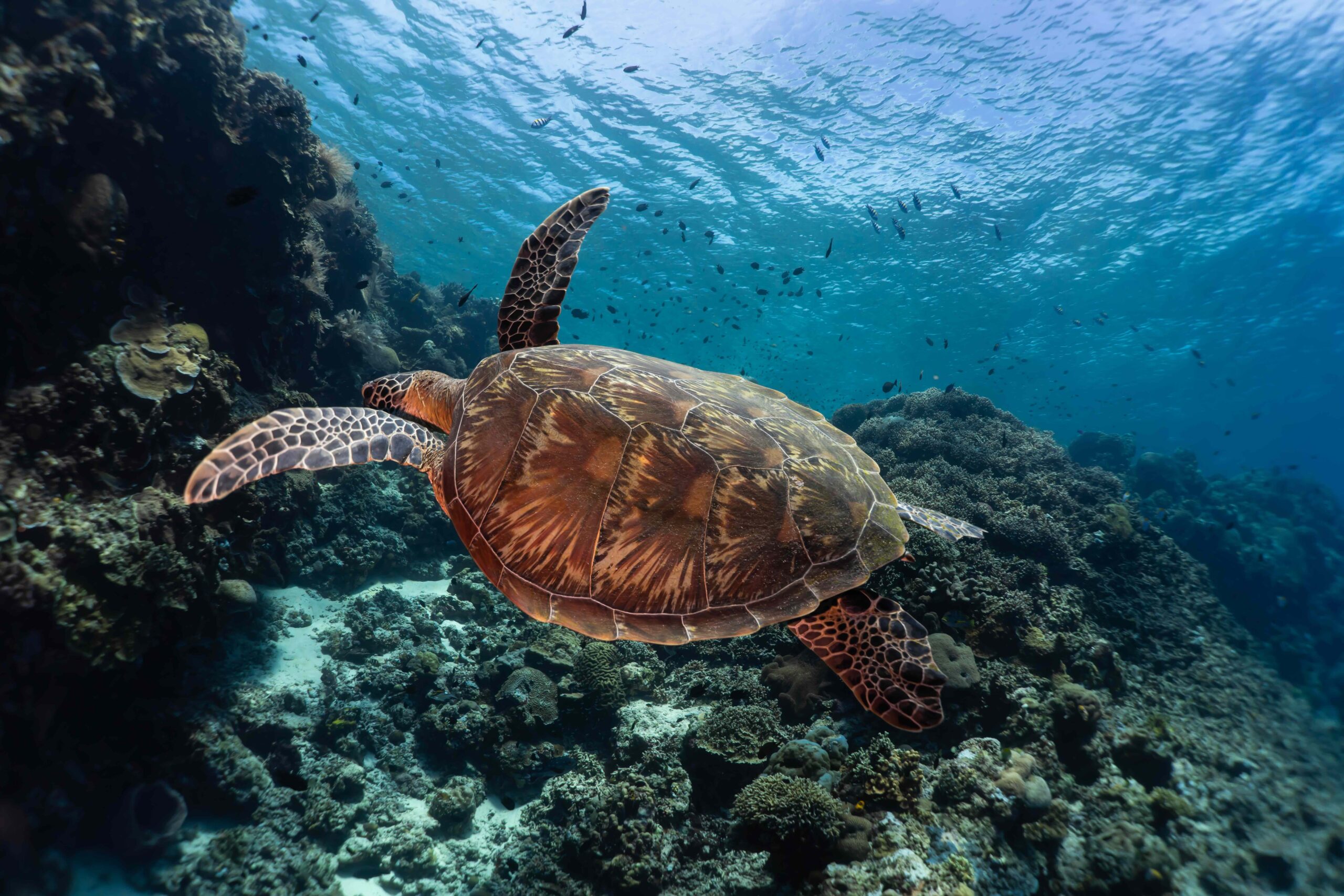 Underwater Photo - Bunaken Turtle