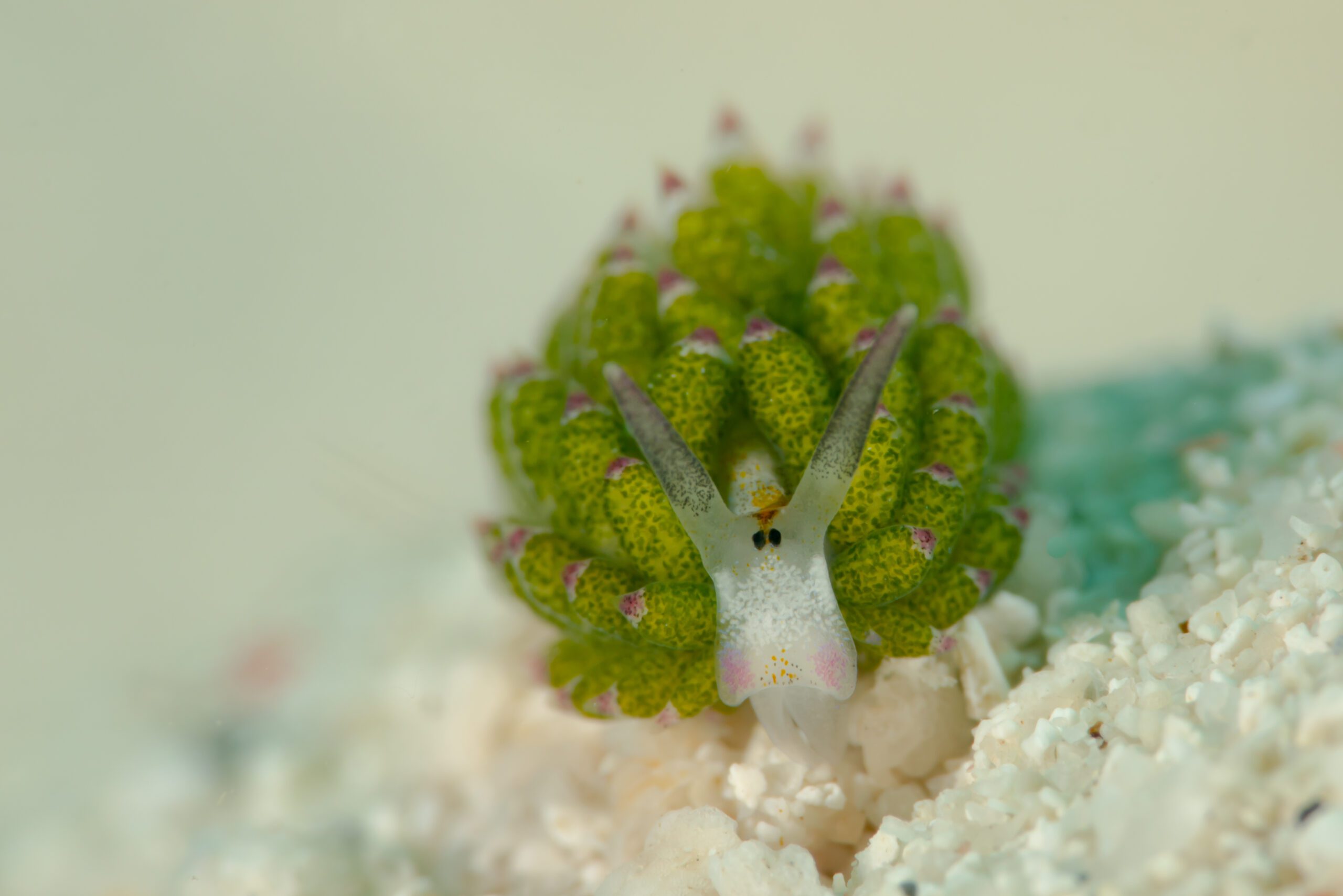 Shaun the Sheep Nudibranch - Morgan Riggs